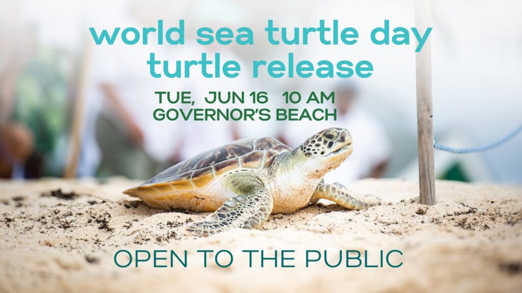 World Sea Turtle Release – Cayman Islands
