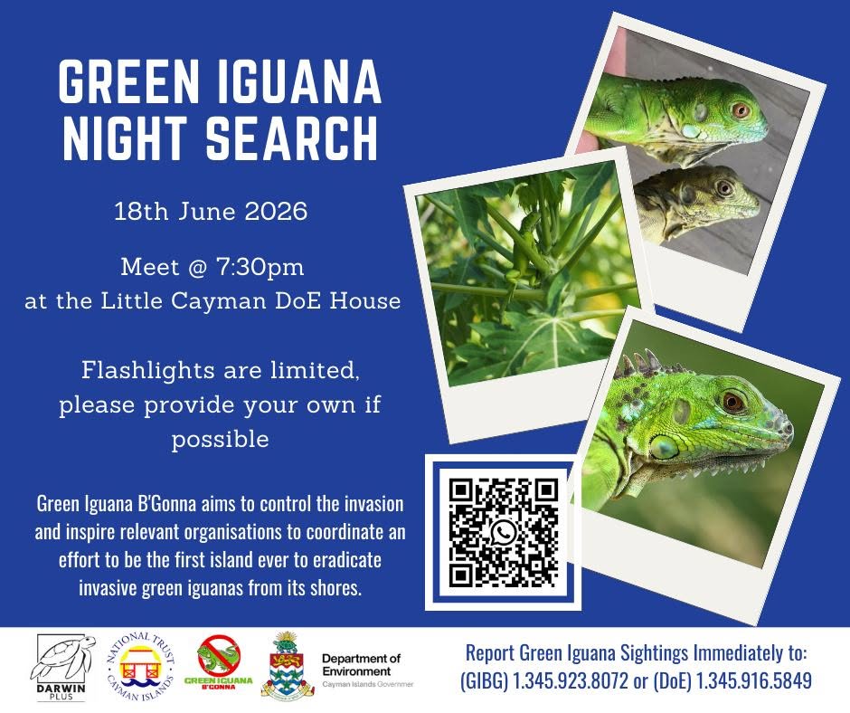 Green Iguana Night Search – Cayman Islands
